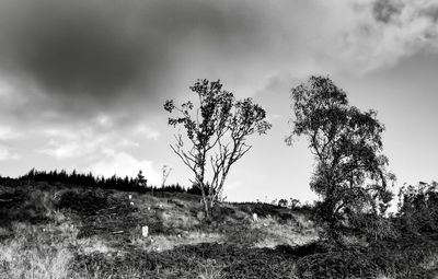 Trees on field against sky