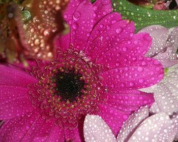 Close-up of pink flowers