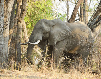 View of elephant in forest