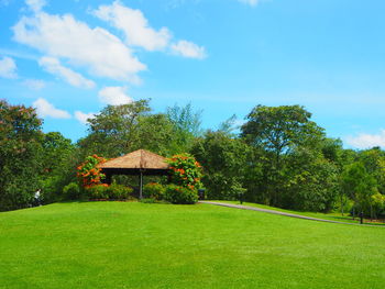 Trees in park