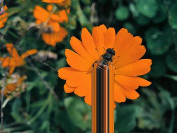 Close-up of insect on orange flower