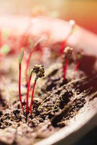 Heap of beet microgreens. healthy eating concept of fresh garden produce organically grown as a symbol of health and vitamins from nature. microgreens closeup.