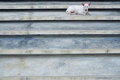 Portrait of dog lying on staircase