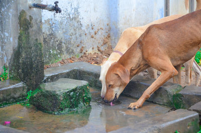 Dog drinking water