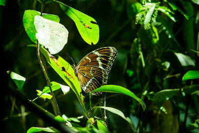 Close-up of butterfly on leaf