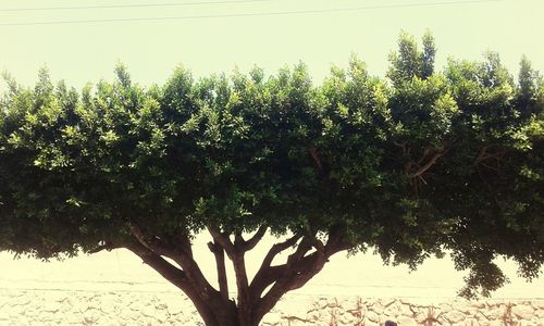 Close-up of fresh plants against sky