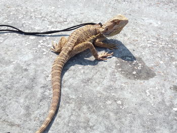 High angle view of lizard on rock