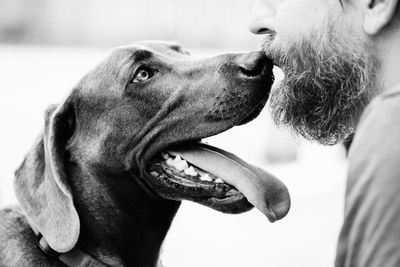 Close-up of dog looking away