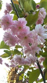 Low angle view of pink flowers on tree
