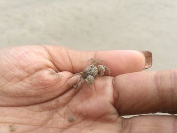 Close-up of a hand holding lizard