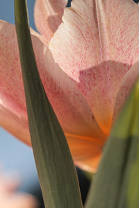 Close-up of plant against sky