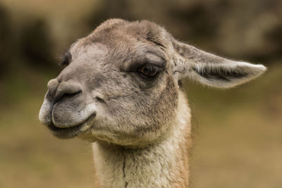 Close-up of a lama looking away