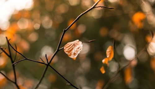 Close-up of leaves on twig