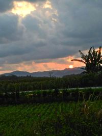 Scenic view of field against sky during sunset