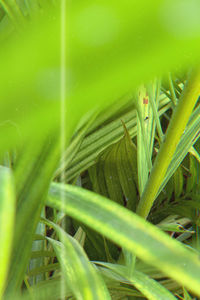 Close-up of wet grass