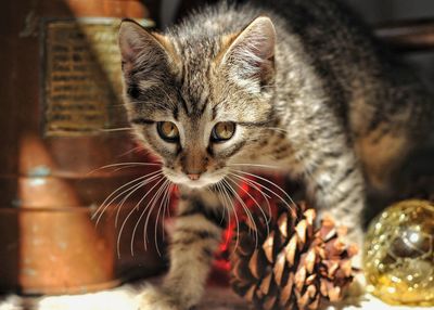 Close-up portrait of a cute kitten playing with christmas decorations 