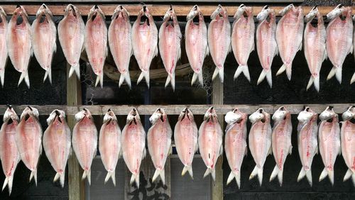 Fish drying outdoors