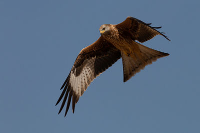 Low angle view of kite flying against sky