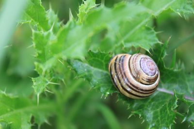 Close-up of snail on plant