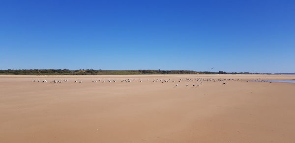 Scenic view of beach against clear blue sky