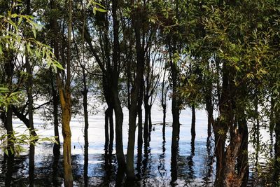 Trees by lake in forest