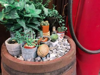 Potted plants in basket