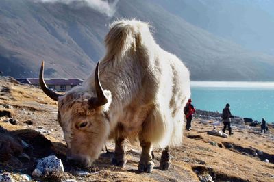 Horse on landscape