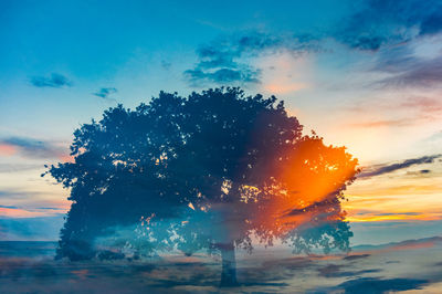 Silhouette tree against sky during sunset