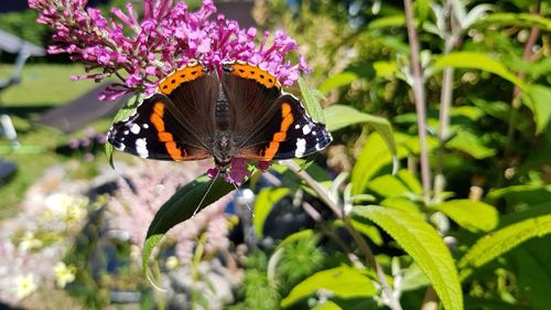 Close-up of butterfly pollinating on purple flower