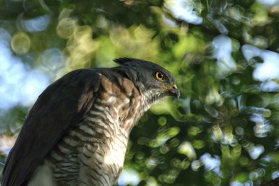 Close-up of a bird