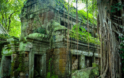 Low angle view of ivy on tree