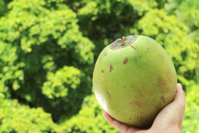 Hand holding a fresh young coconut with blurry green foliage in background