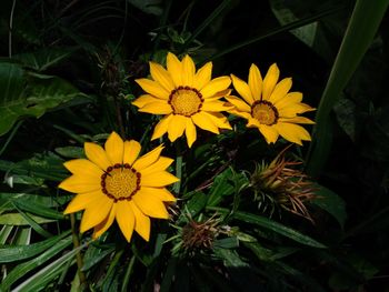 Close-up view of yellow flower