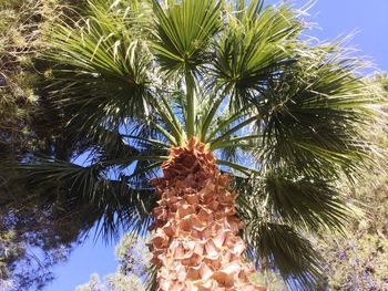 Low angle view of palm tree against sky