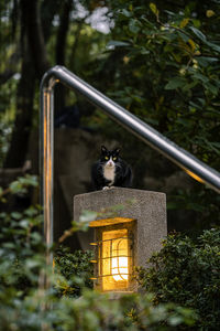 Cat photography shot at tsim sha tsui, hong kong 2024. 02. 26