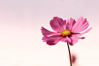 Close-up of pink cosmos flower blooming against sky