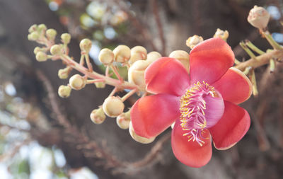 Close-up of flowers blooming on tree