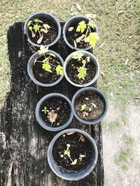 High angle view of potted plants on field