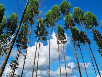 Low angle view of trees against sky