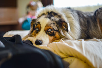 Close-up of a dog resting