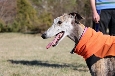 Foreground of greyhound profile in the nature with orange blanket