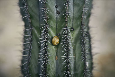 Close-up of succulent plant
