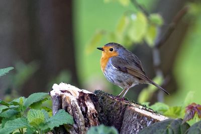 Close-up of bird perching on leaf