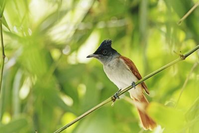 Close-up of bird perching on branch