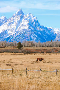 Horse in grand teton national park wyoming landscape 