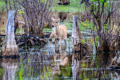 Ducks in a lake