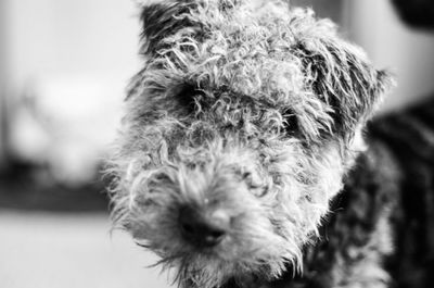 Close-up portrait of dog