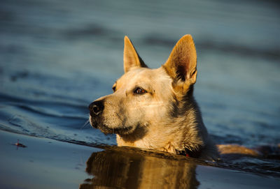 Close-up of dog in lake