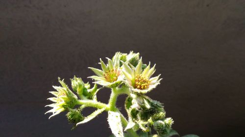 Close-up of cactus plant against black background