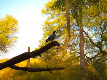 Low angle view of bird perching on tree